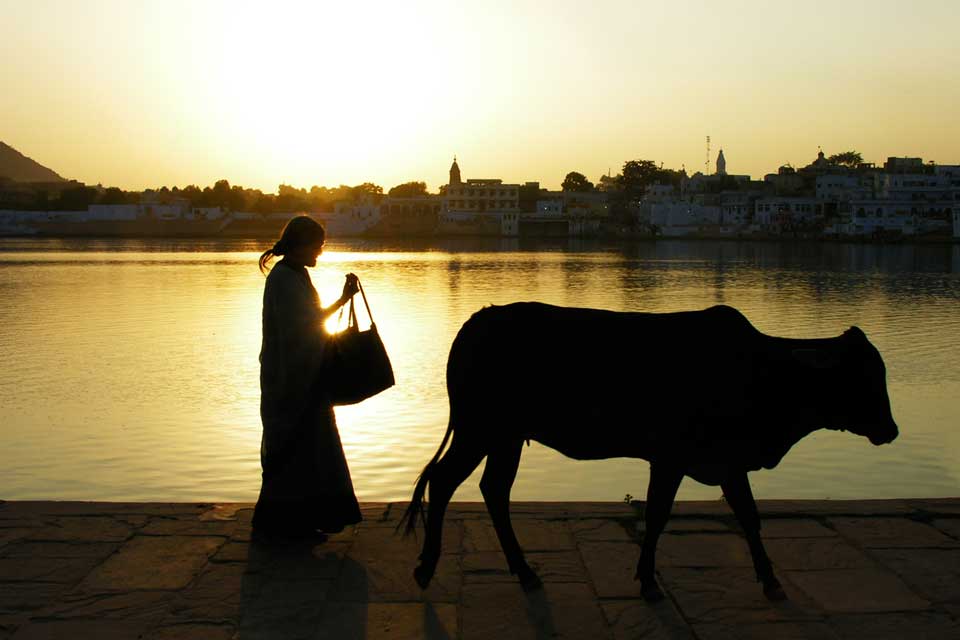 Woman and Cow, Pushkar, India Woman and Cow, Pushkar, India